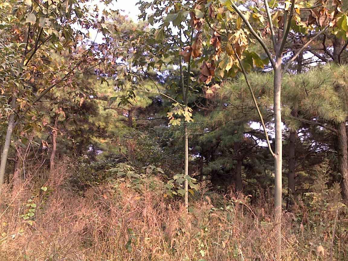 20111022619.jpg