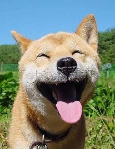 original_vjzM_540c0000e1cf1266.jpg