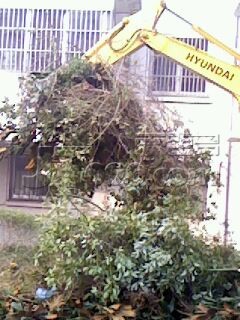 IMG0002Y.jpg
