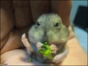 11.gif
