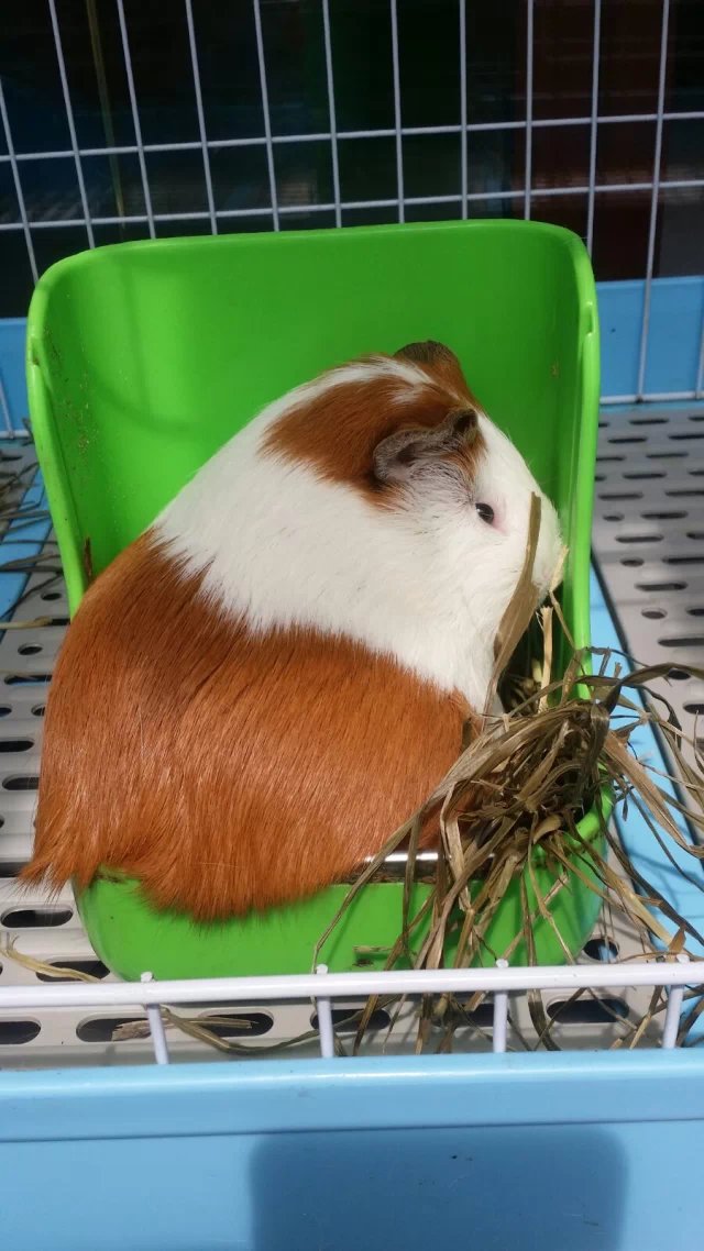 ̳̳