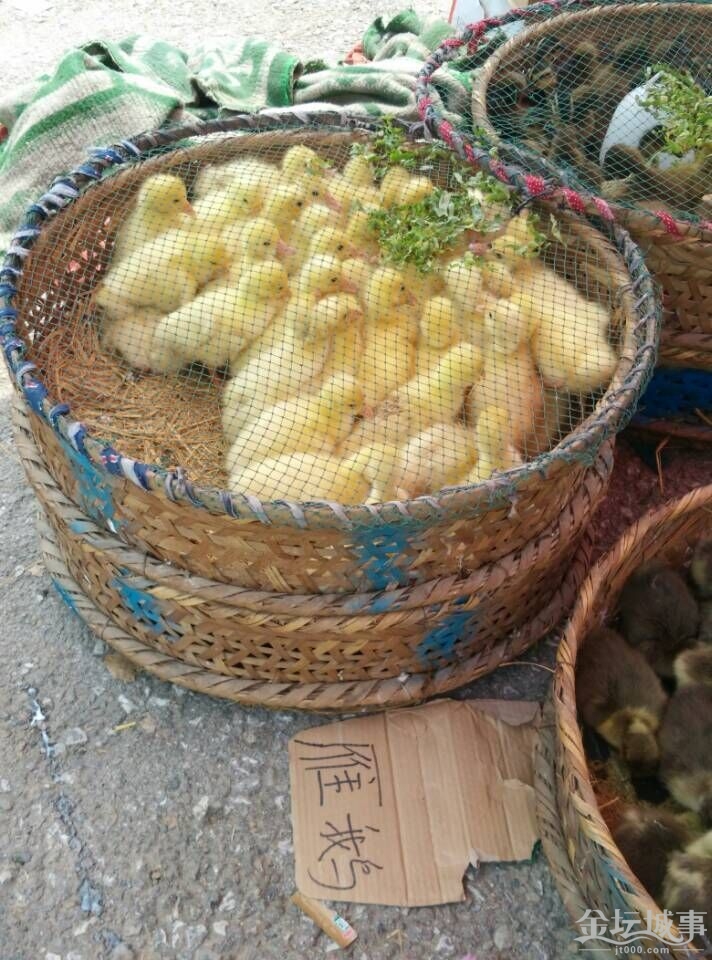 ̳̳