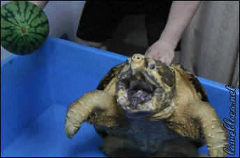 QQͼƬ20150705142553.gif