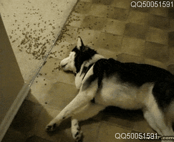1828672_2ad9286ae6b7be356127c0113fff84f3_1434618288.gif