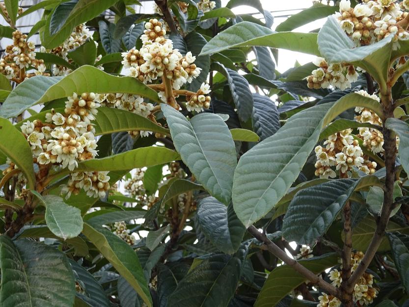 枇杷树开花