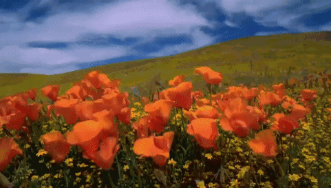 640 (2).gif